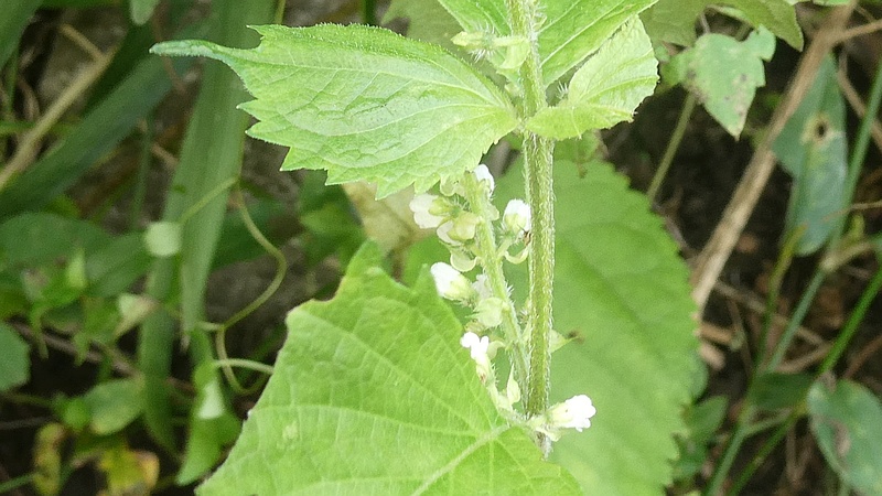 アオジソの花