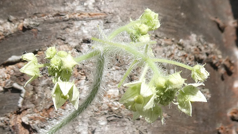 アレチウリの花