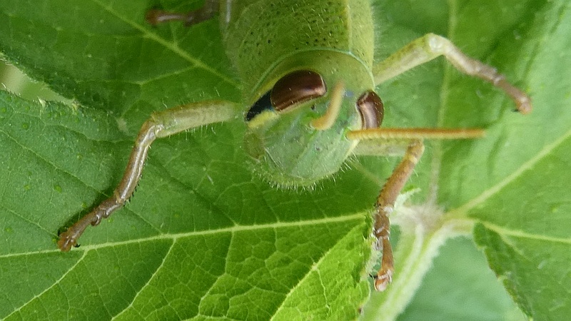 カナムグラのツチイナゴの幼虫