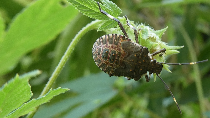 カナムグラのクサギカメムシの幼虫