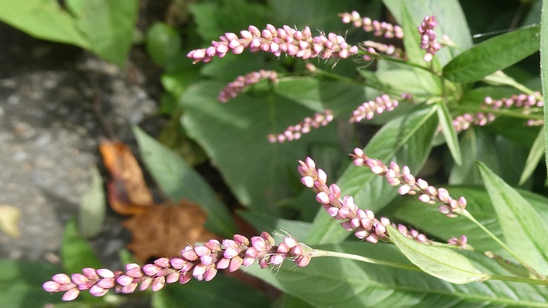 イヌタデの花