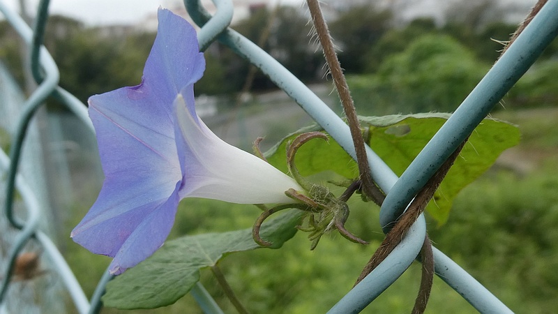 マルバアメリカアサガオの花