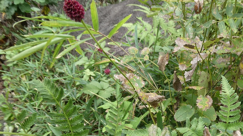 ワレモコウの花