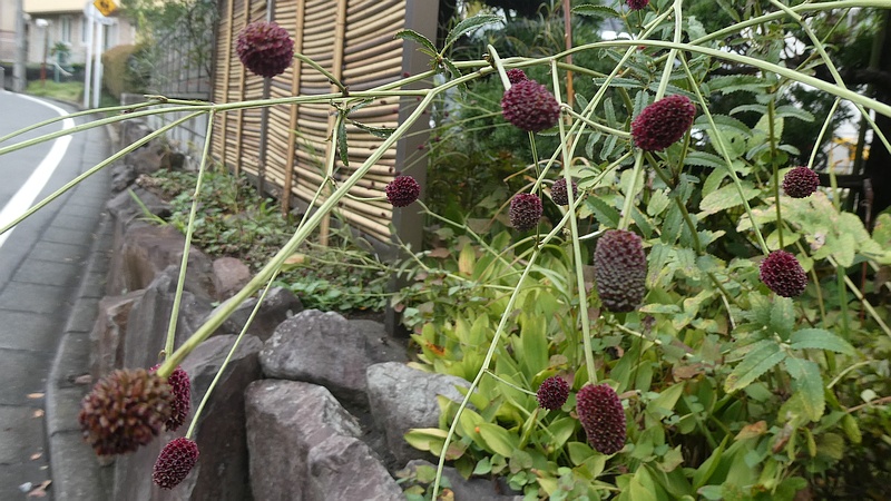 ワレモコウの花