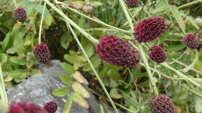 ワレモコウの花