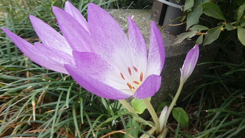イヌサフランの花