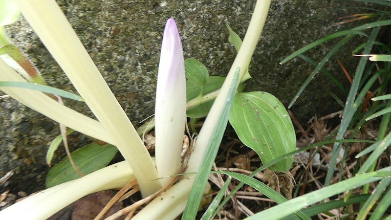 イヌサフランの花