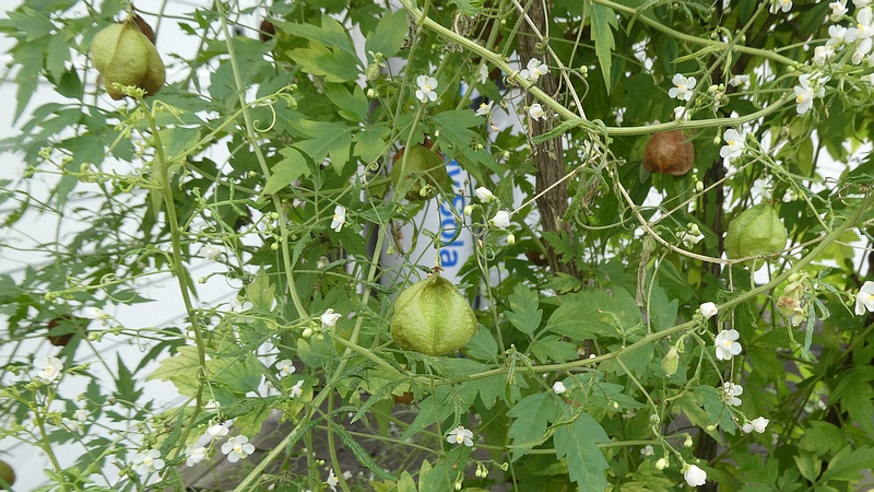 フウセンカズラの花と果実