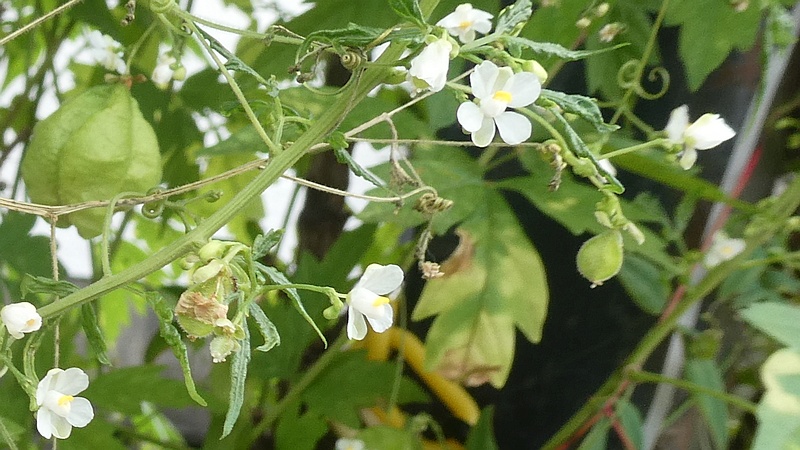 フウセンカズラの花と果実