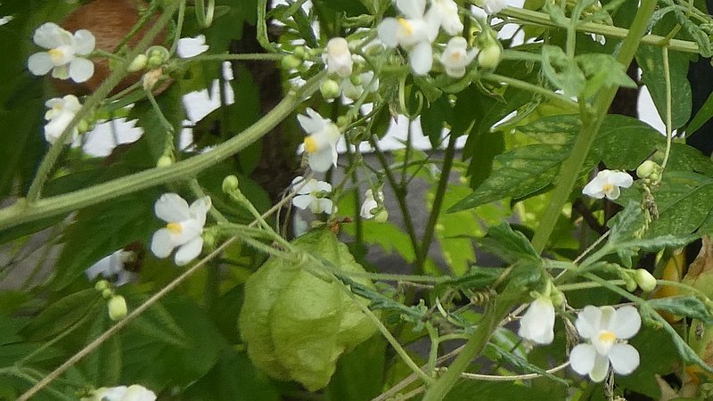 フウセンカズラの花と果実