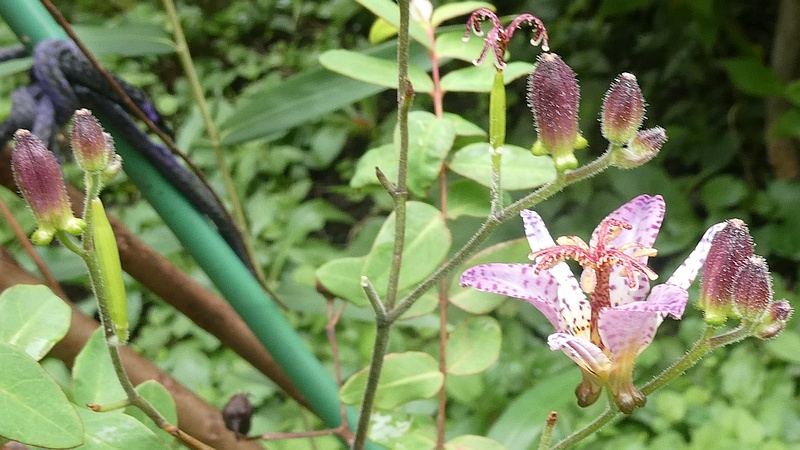 タイワンホトトギスの花