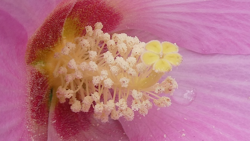 フヨウの花