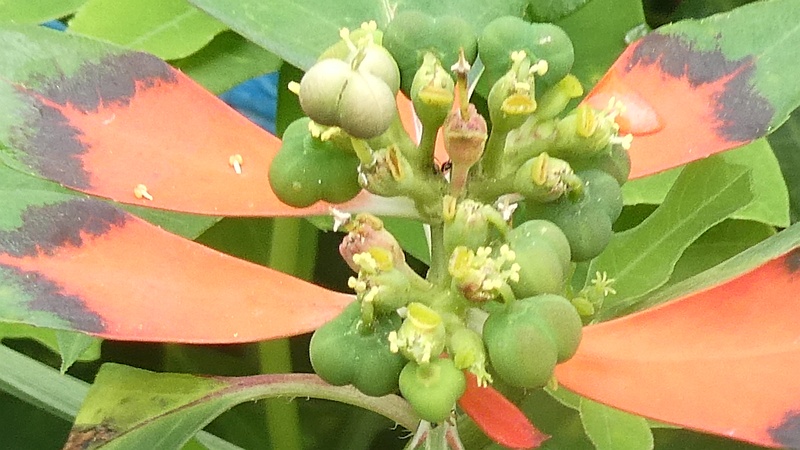 ショウジョウソウの花
