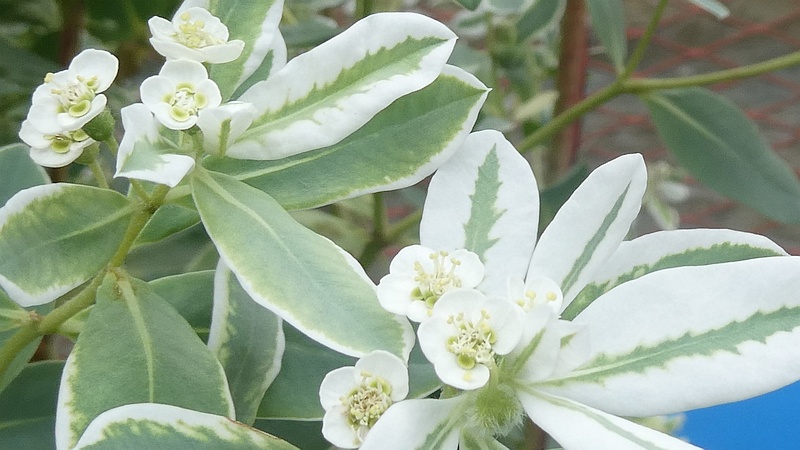 ハツユキソウの花
