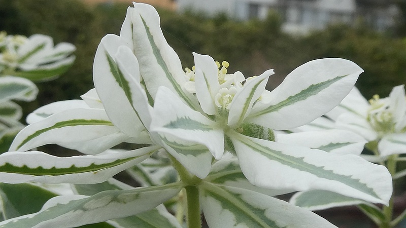 ハツユキソウの花