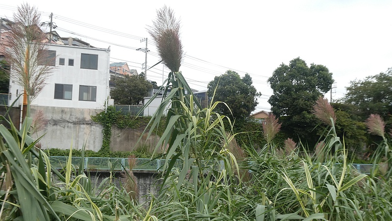 ダンチクの花