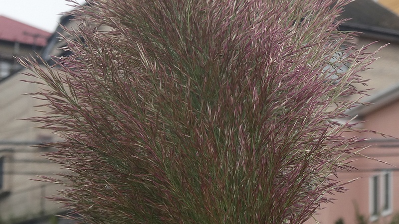 ダンチクの花