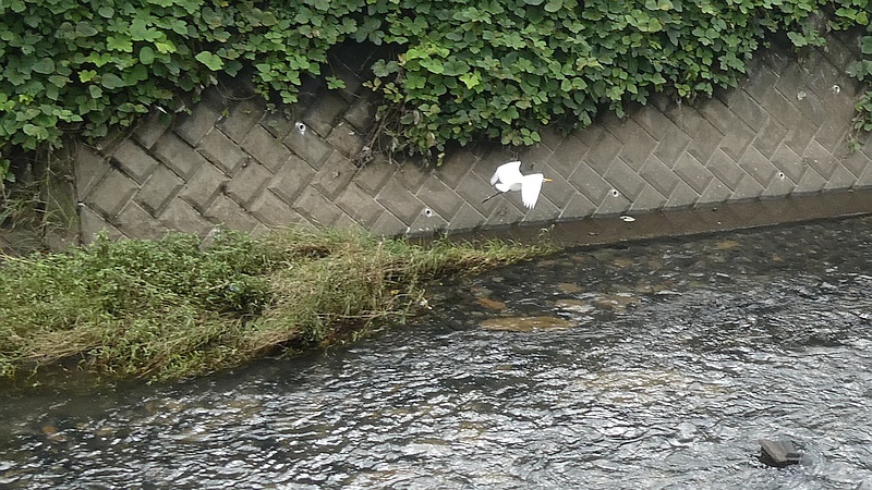 ダイサギ