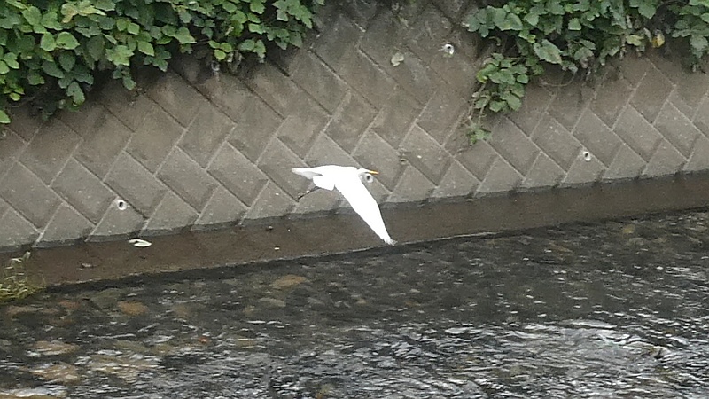 ダイサギ