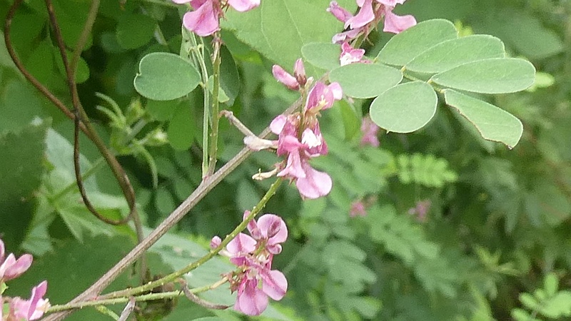 コマツナギの花