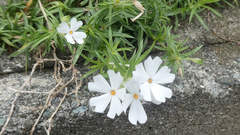 シバザクラの花