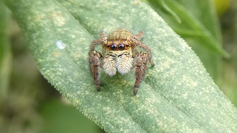 セイタカアワダチソウのネコハエトリ♀