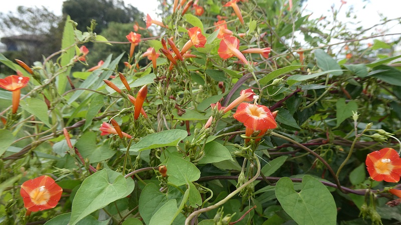 マルバルコウソウの花