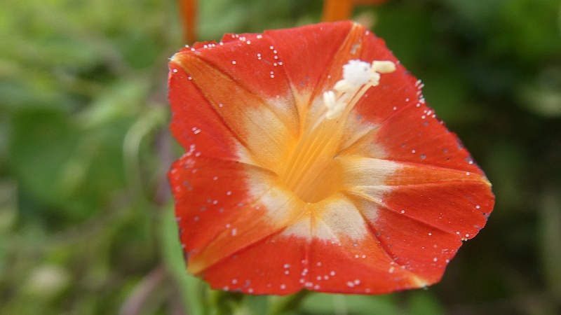 マルバルコウソウの花