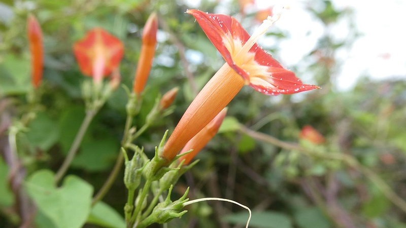 マルバルコウソウの花