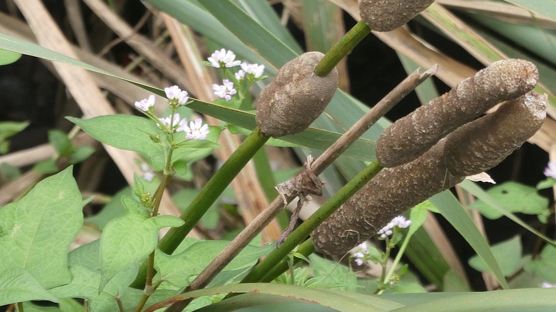 ミゾソバの花とヒメガマの穂