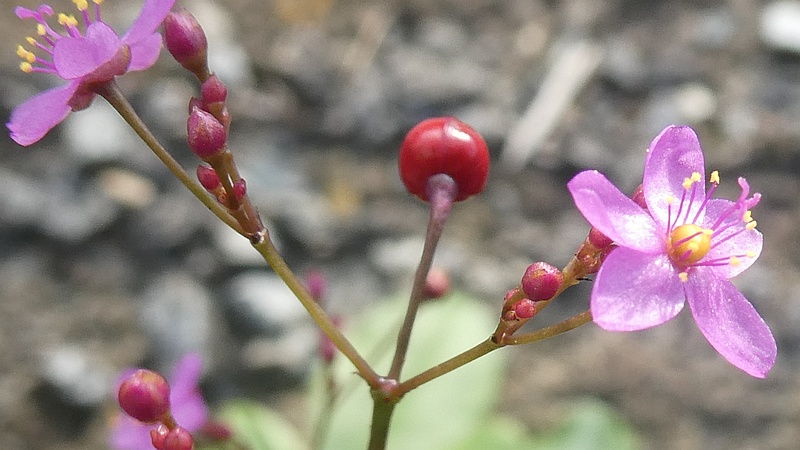 ハゼランの花
