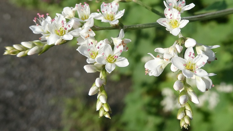 シャクチリソバの花