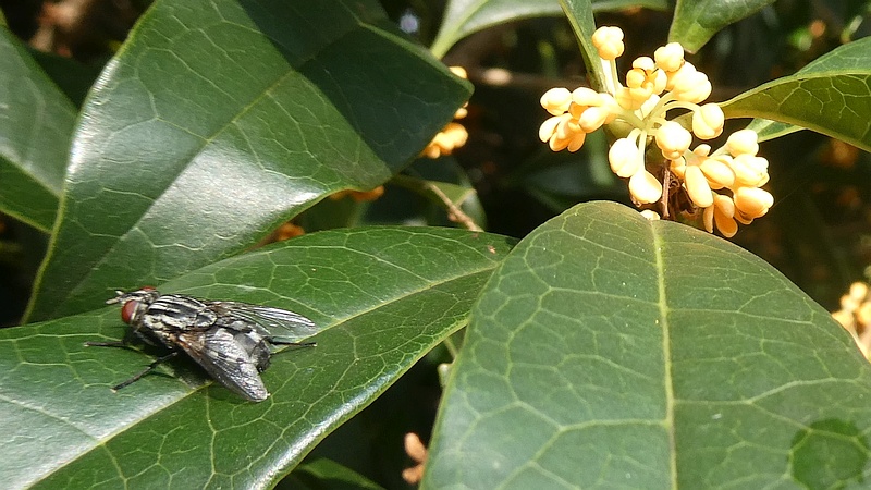 キンモクセイの花とニクバエ