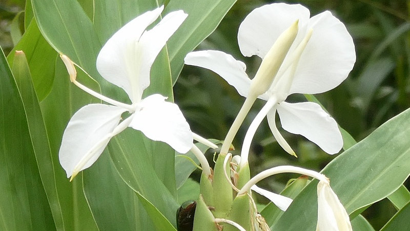 ハナシュクシャの花