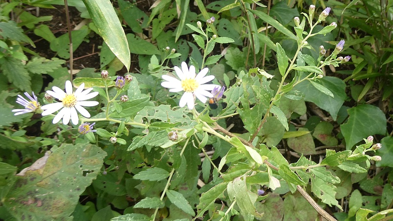 シラヤマギクの花