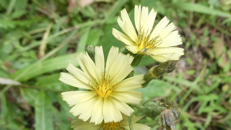 ホソバアキノノゲシの花