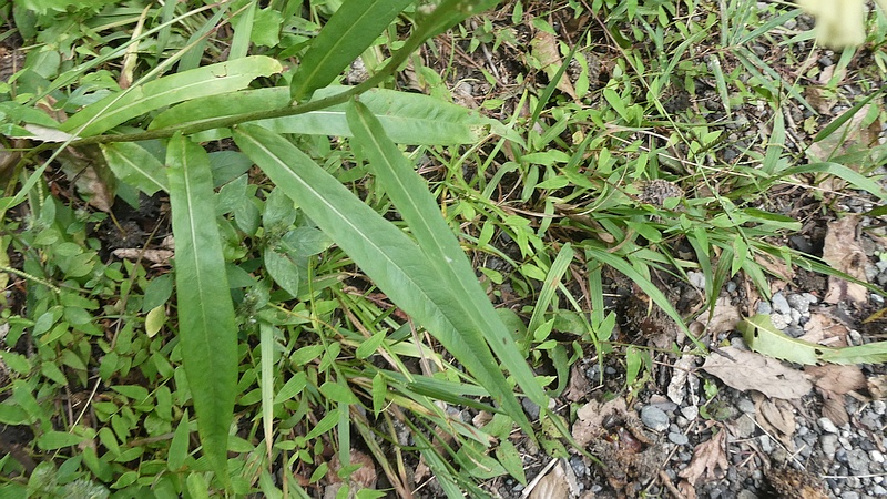 ホソバアキノノゲシの花