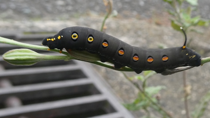 ユウゲショウのセスジスズメの幼虫
