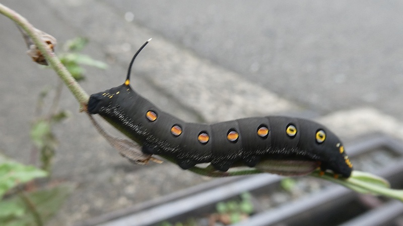 ユウゲショウのセスジスズメの幼虫