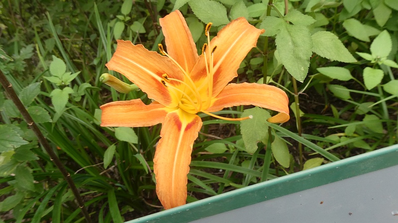ノカンゾウの花