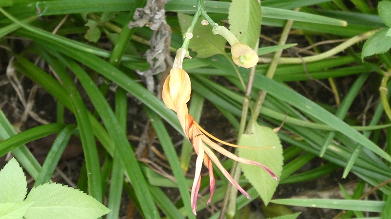 ノカンゾウの花