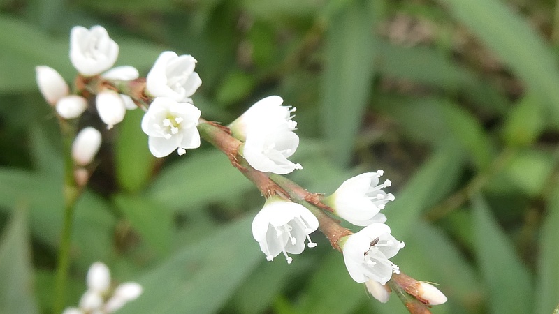 シロバナサクラタデの花