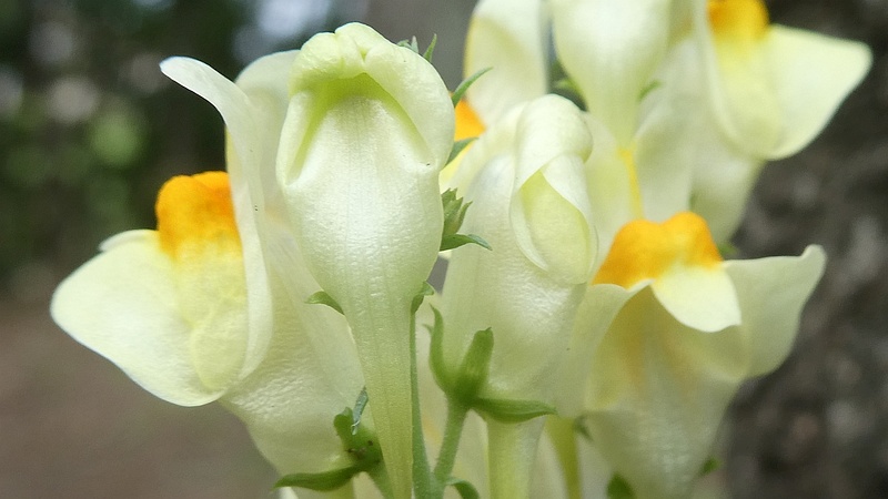 ホソバウンランの花