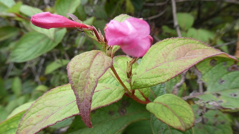 オオベニウツギの花