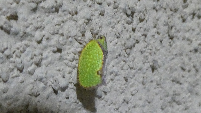 ヘリチャハゴロモ