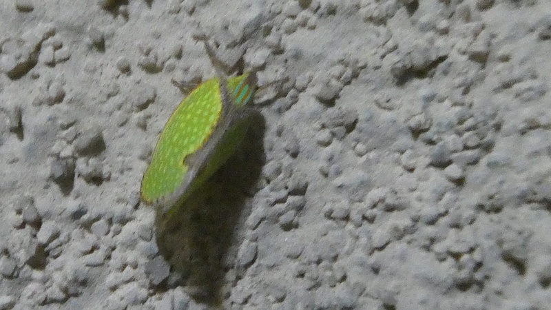 ヘリチャハゴロモ