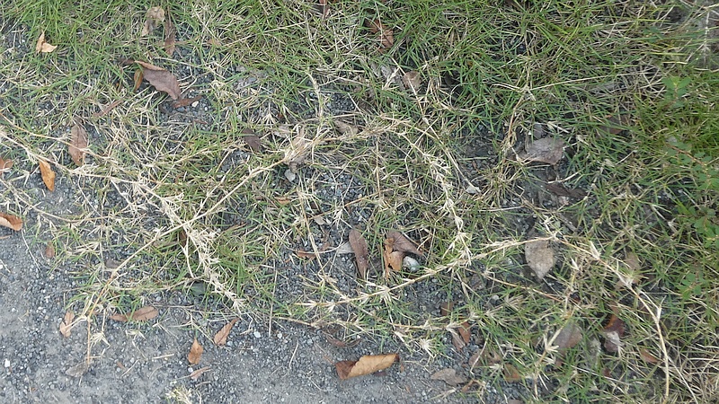 コウライシバ
