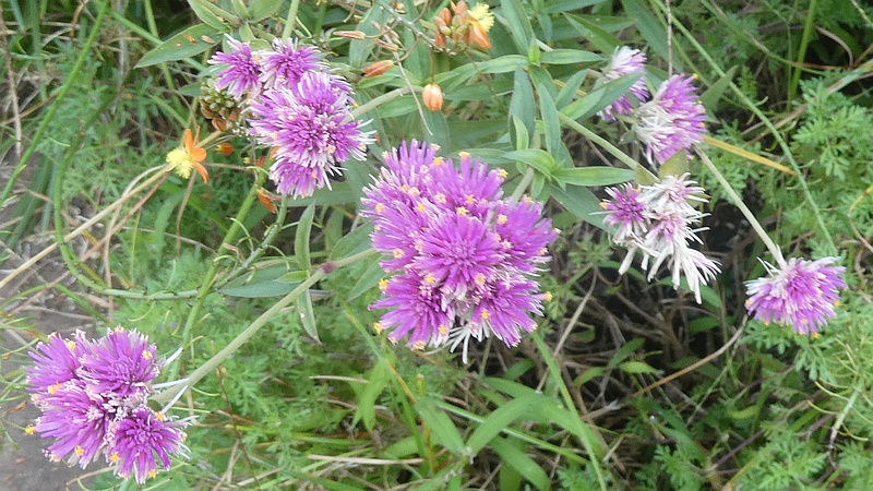 センニチコウの花