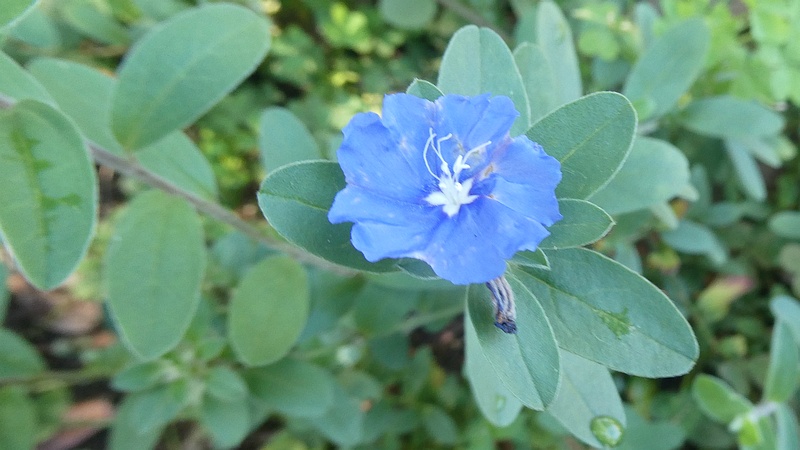 アメリカンブルーの花