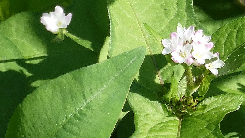ミゾソバの花